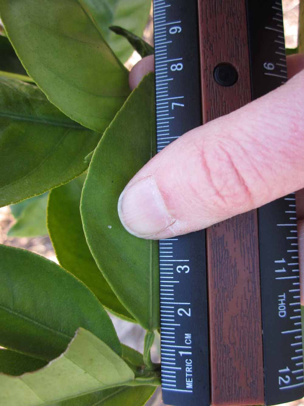            Unifoliolate leaf (Jaffa, Riverside, CA)   